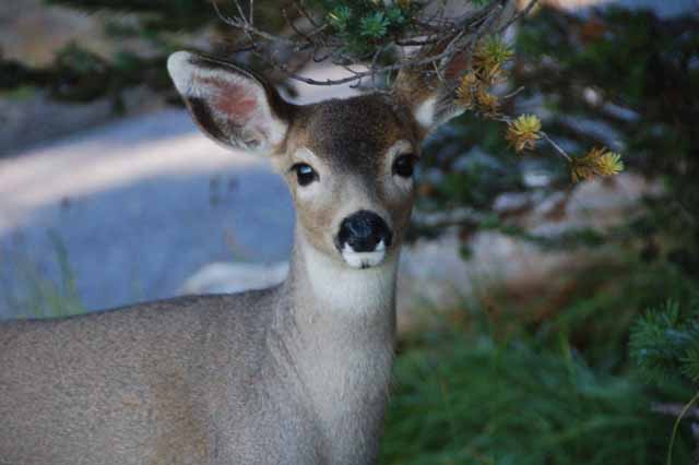 deer, Hurricane Ridge